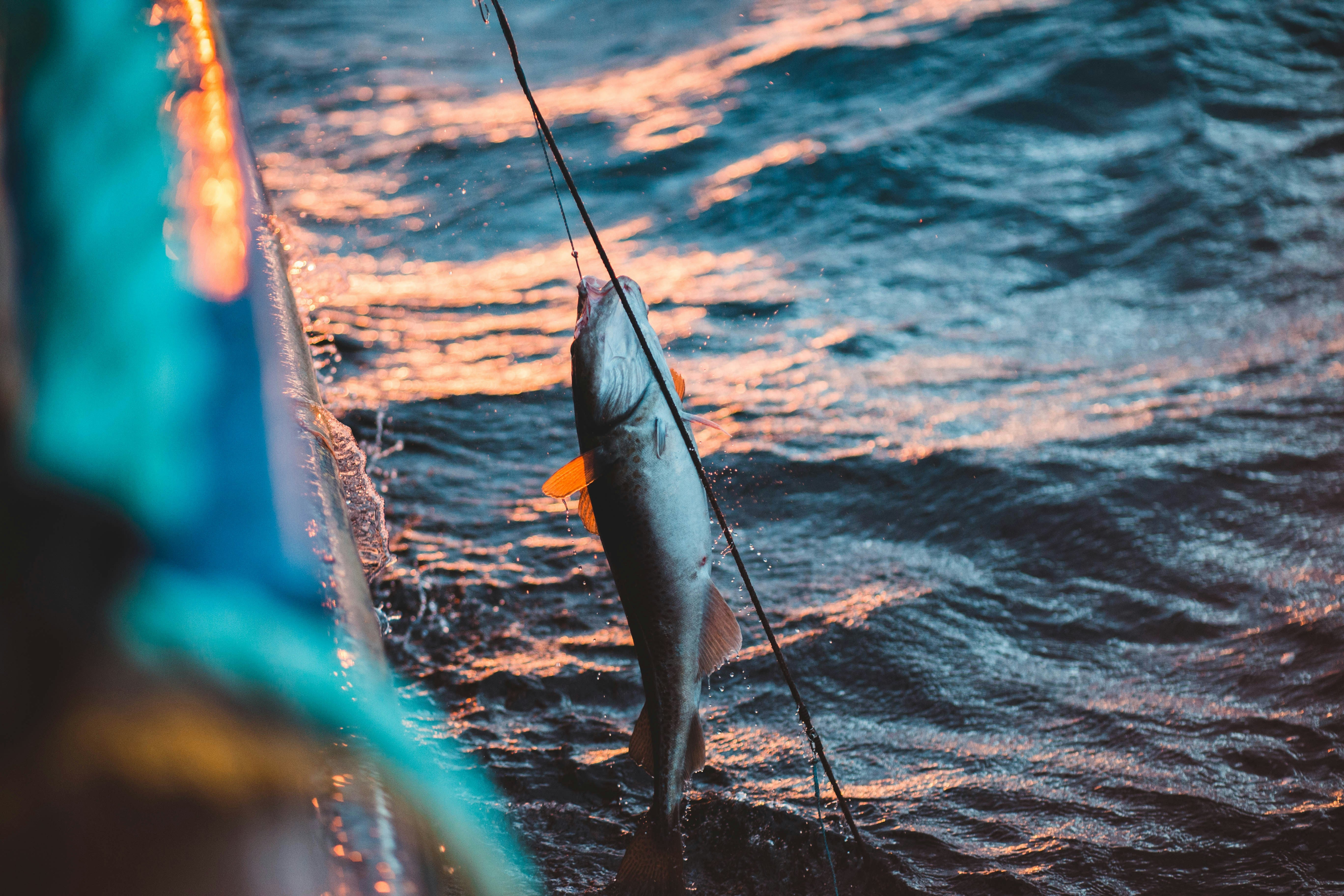 Fish on the line at golden hour