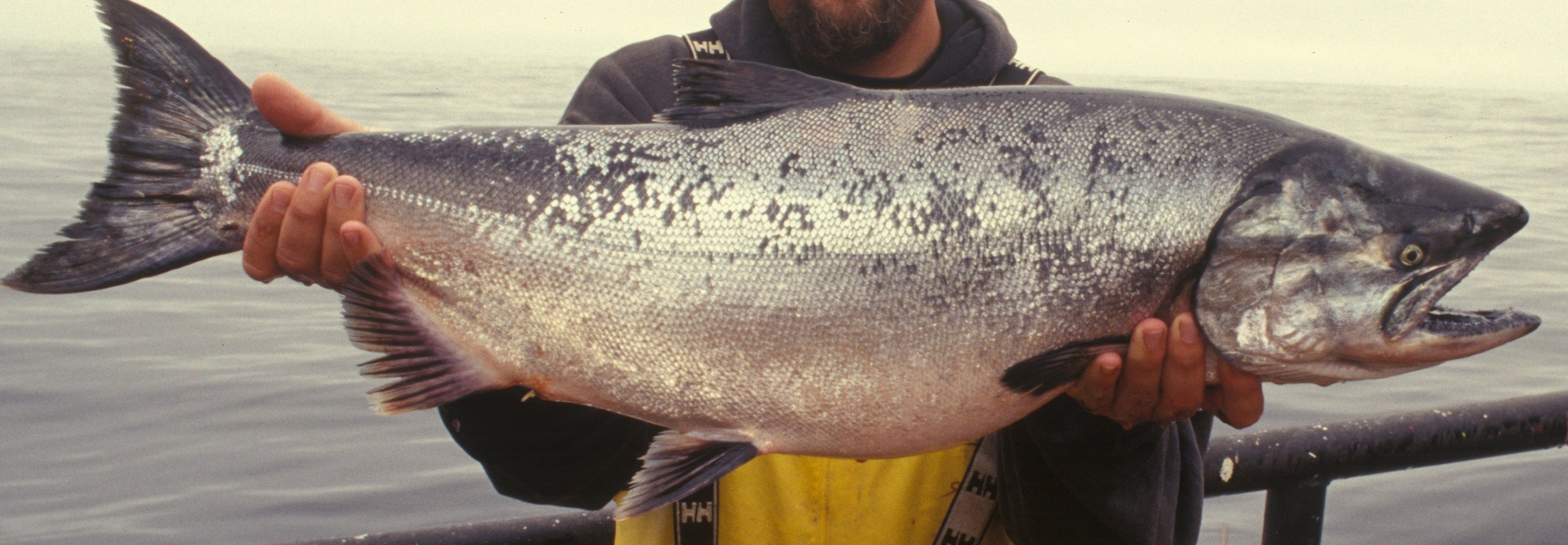King salmon catch